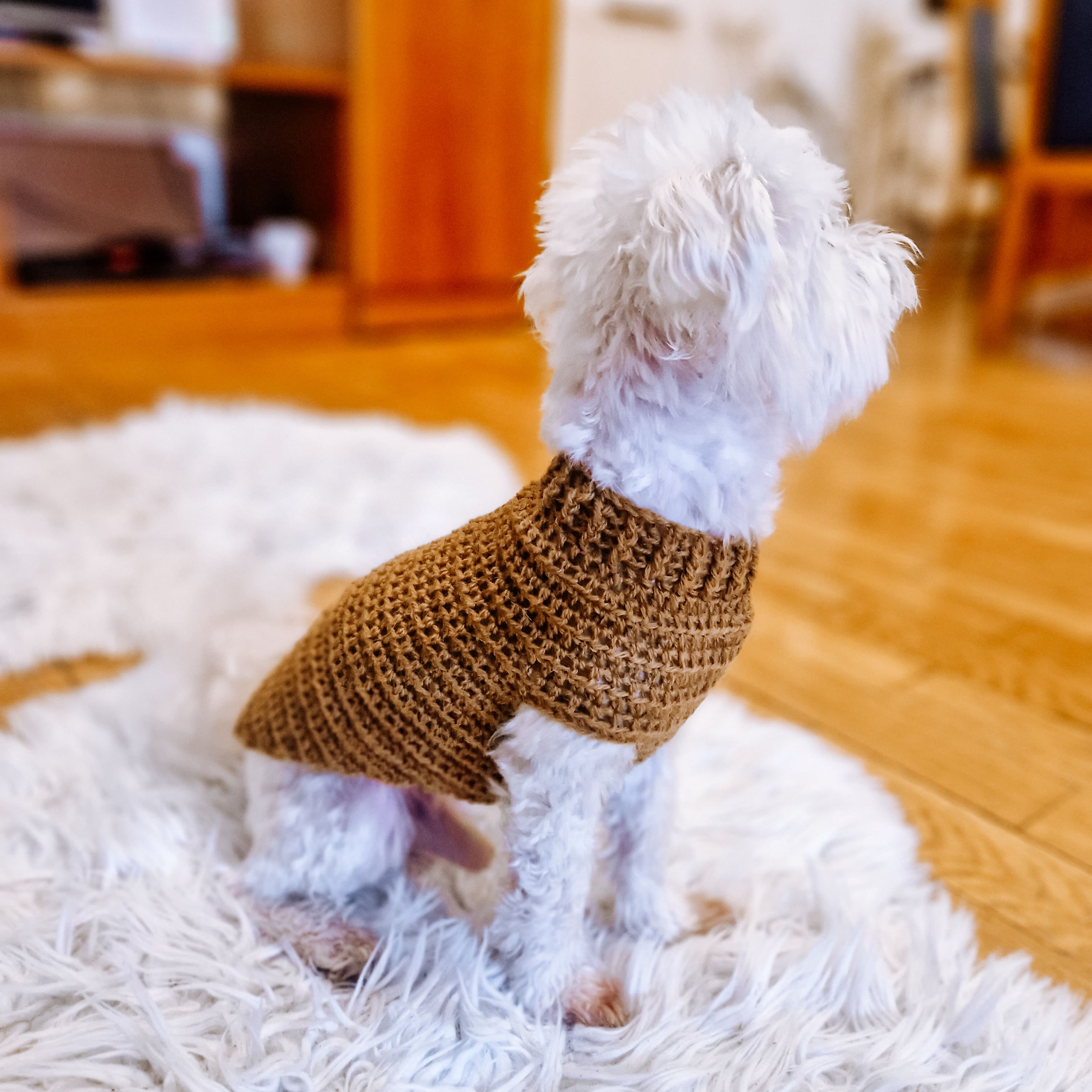 Beginner Dog Sweater