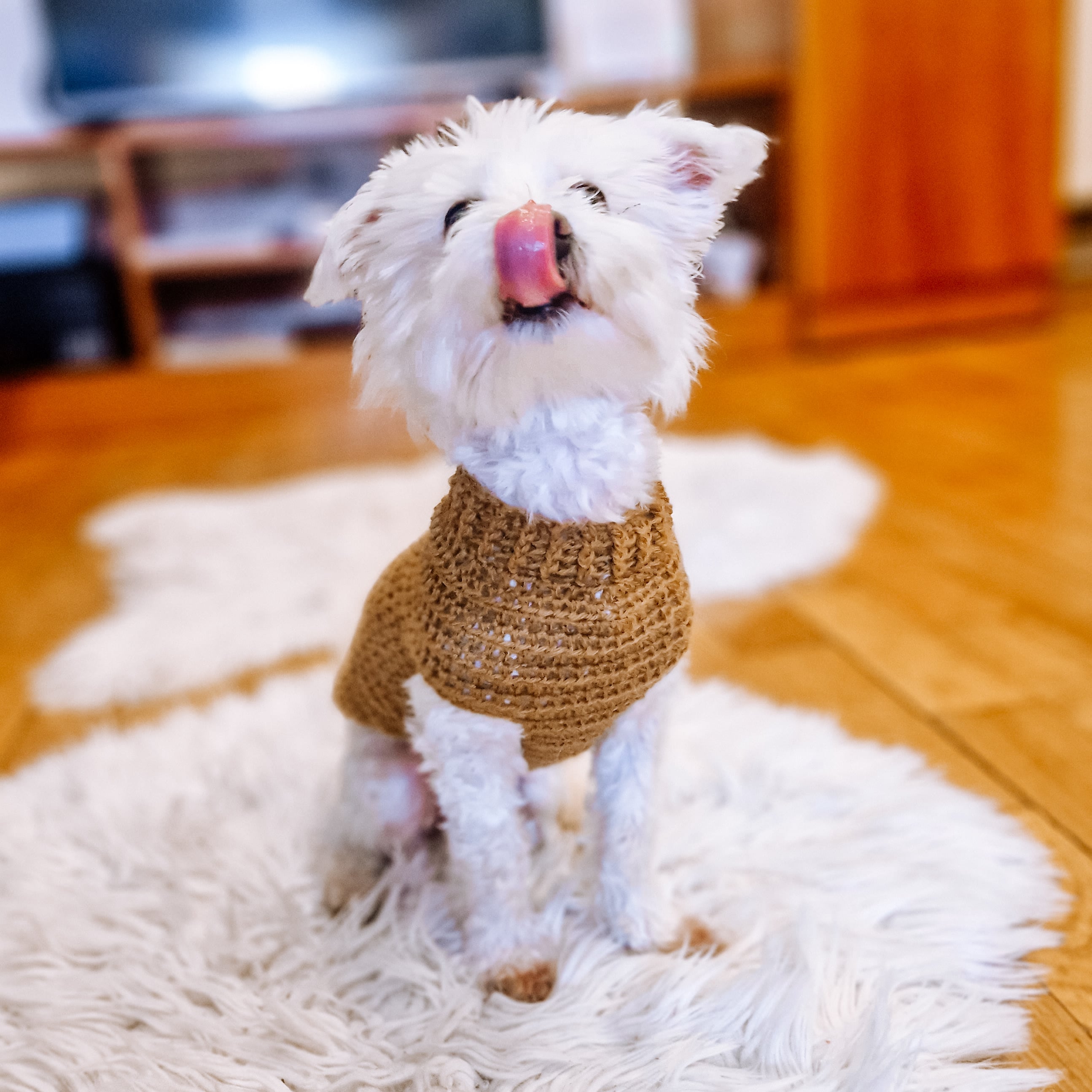 Beginner Dog Sweater