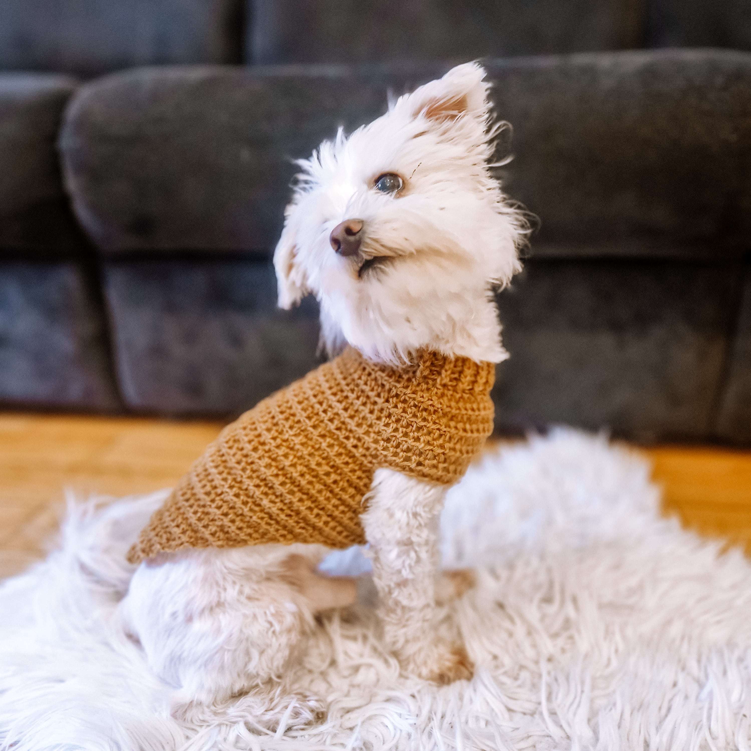 Beginner Dog Sweater